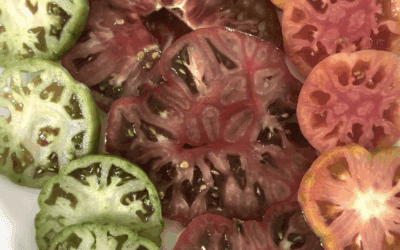 Grilled Corn and Heirloom Tomato Salad with Burrata & Basil Vinaigrette